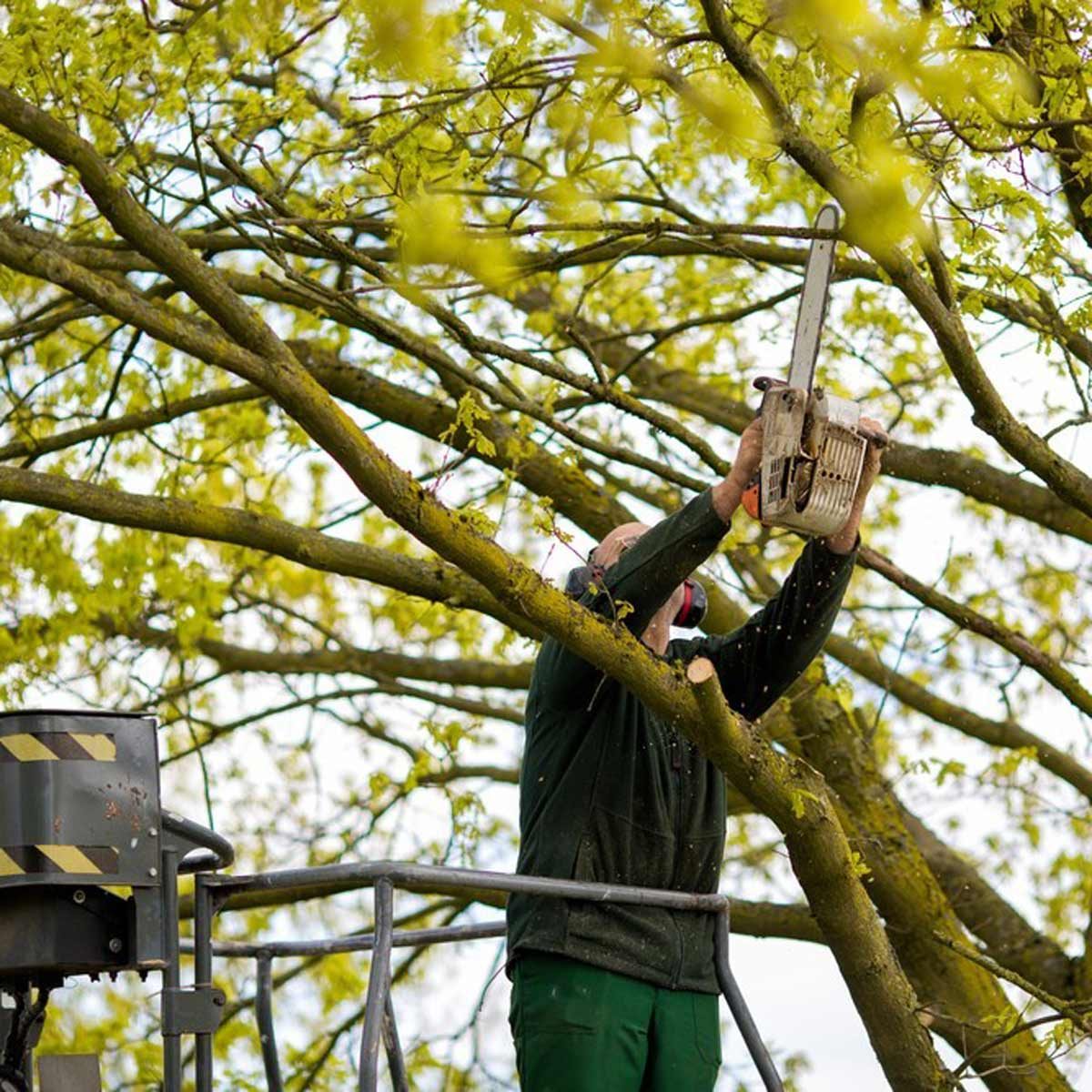 dfh17sep026-274936616-10 trim trees pruning