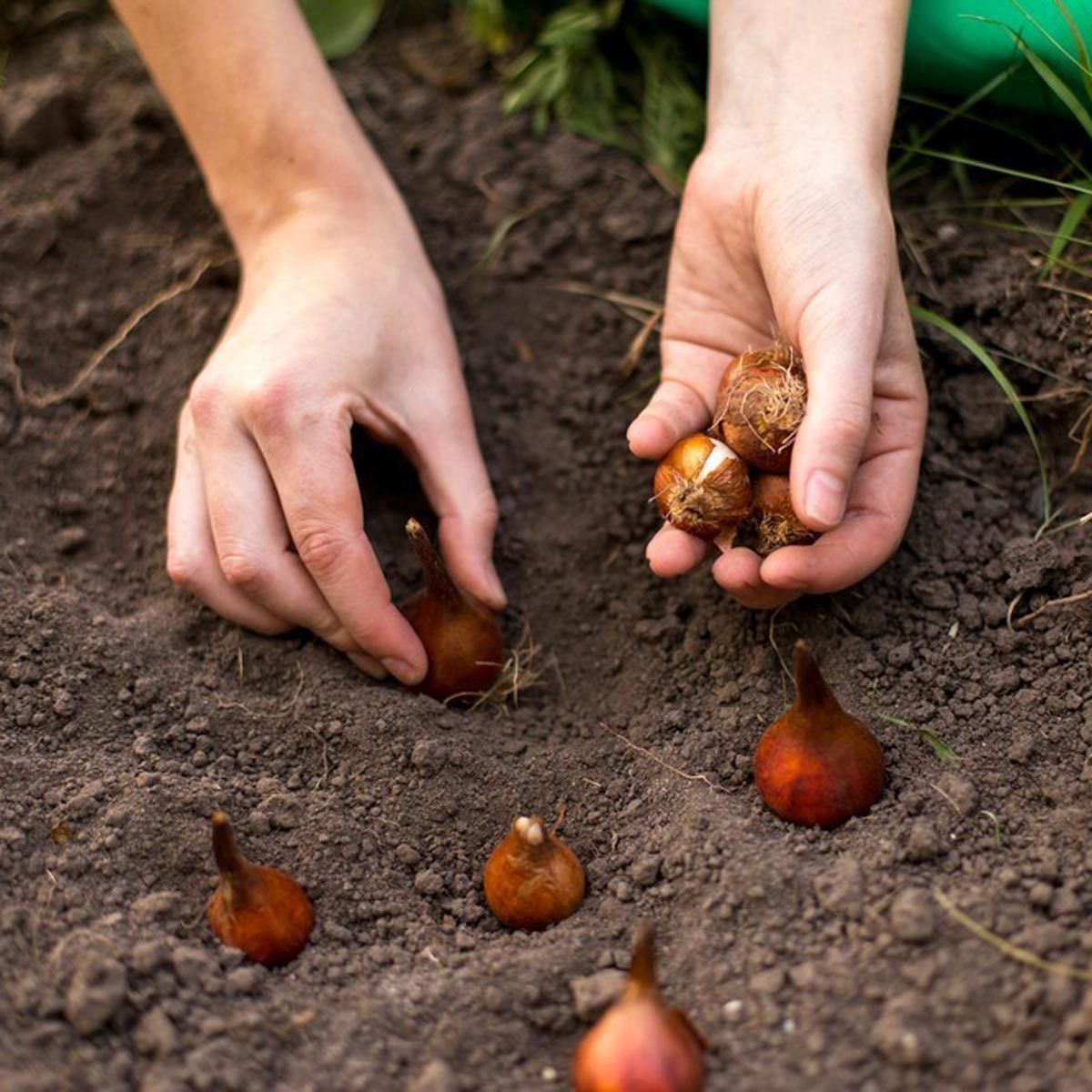 plant bulbs tulip flowers vegetables garden gardening