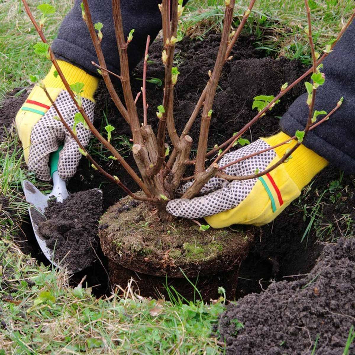 plant shrubs and bushes planting gardening