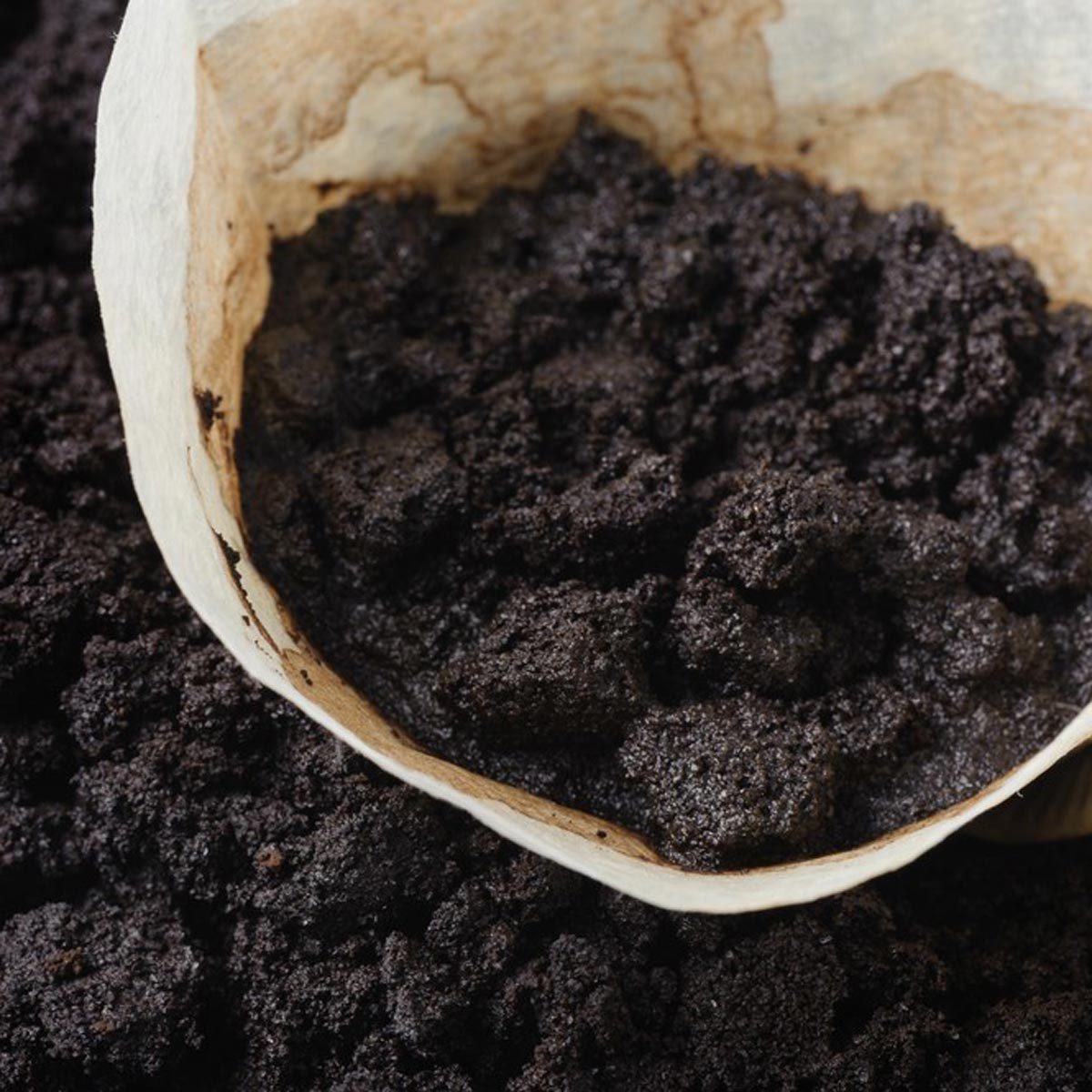 coffee grounds coffee filter