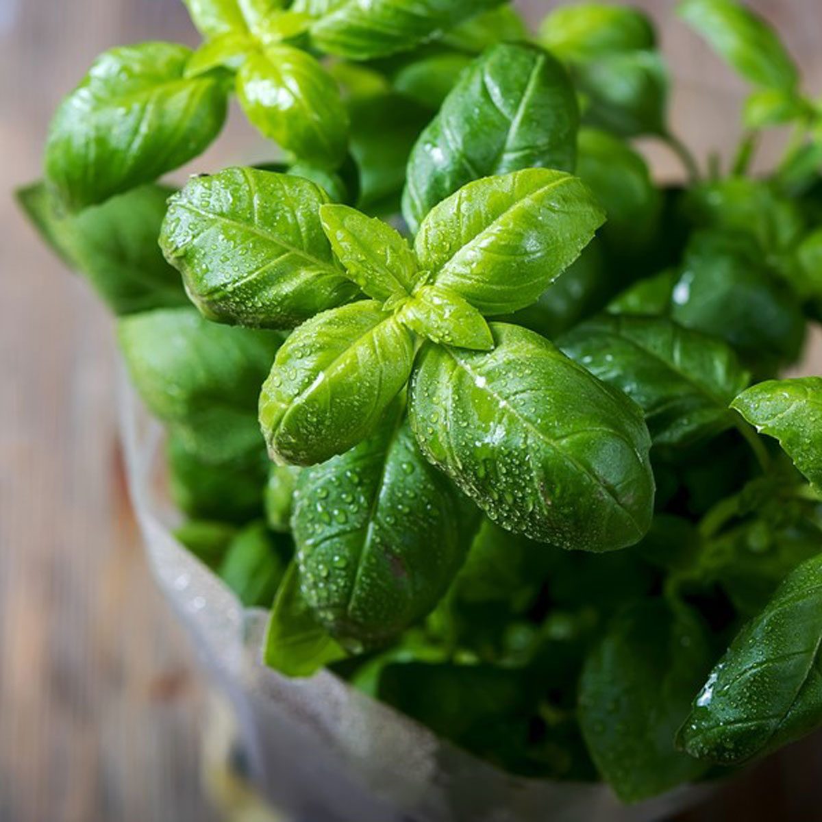 Basil