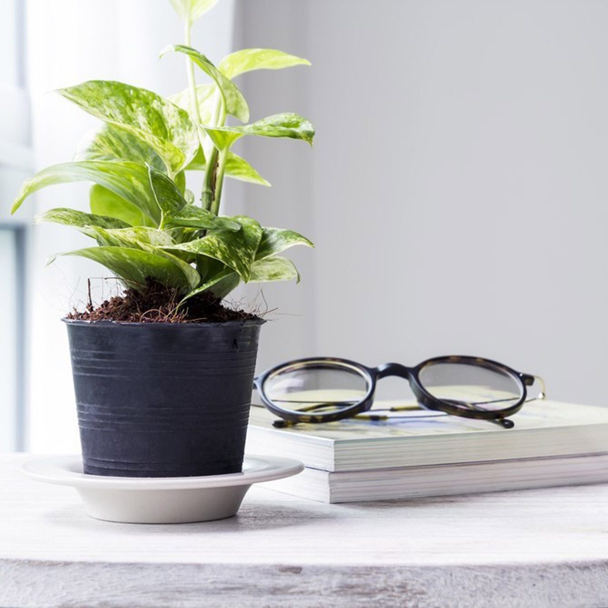 green indoor plant black glasses stack of books decorating