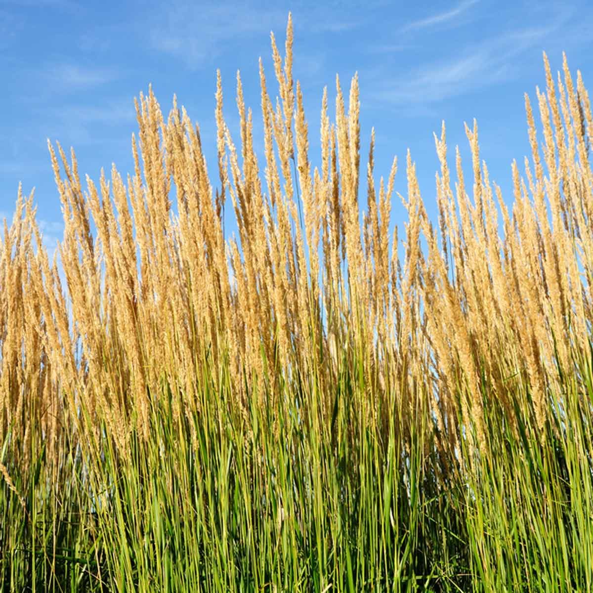 shutterstock_35929903 Karl Foerster Feather Reed Grass