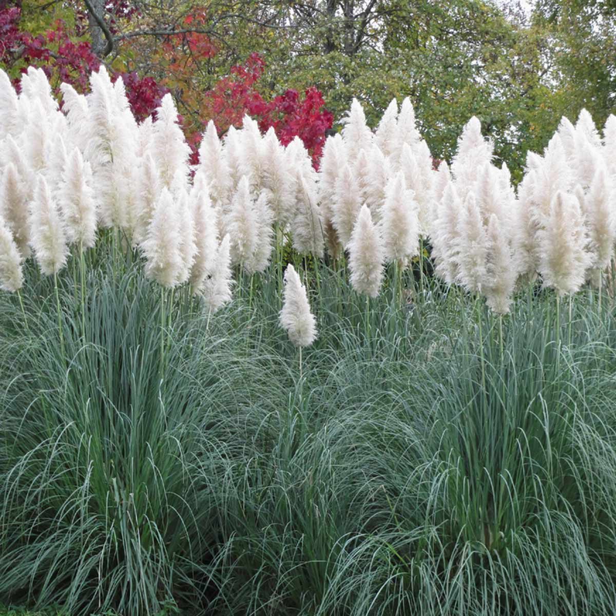 pampas grass