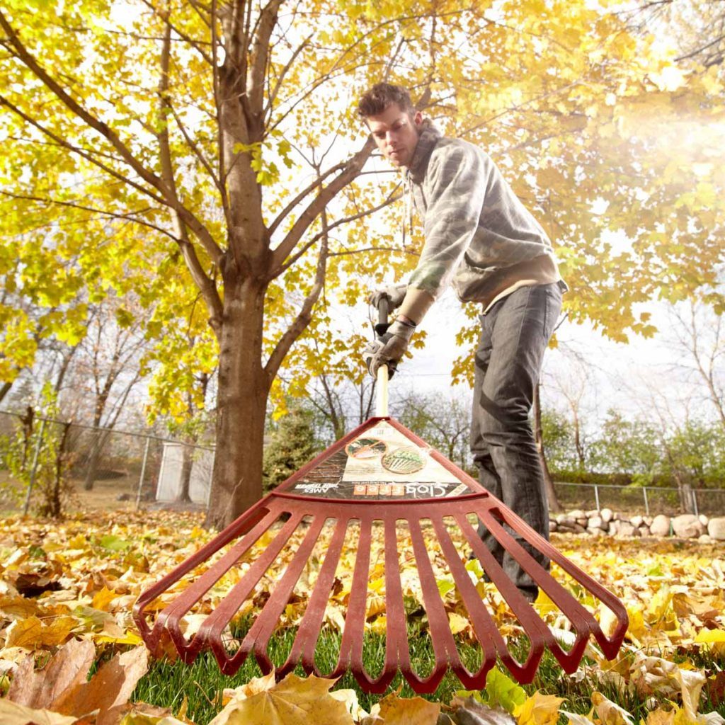 Raking leaves