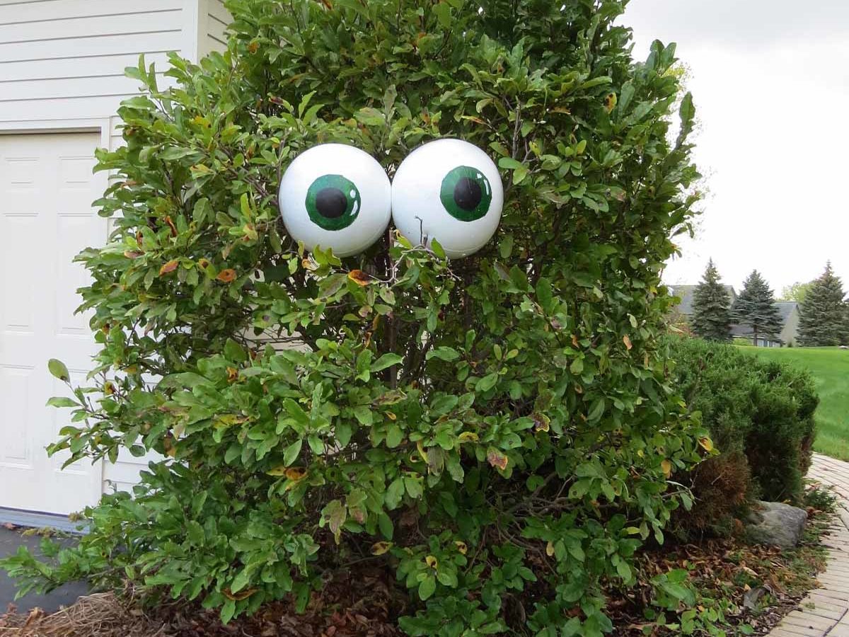 Giant Eyeballs for Shrubs