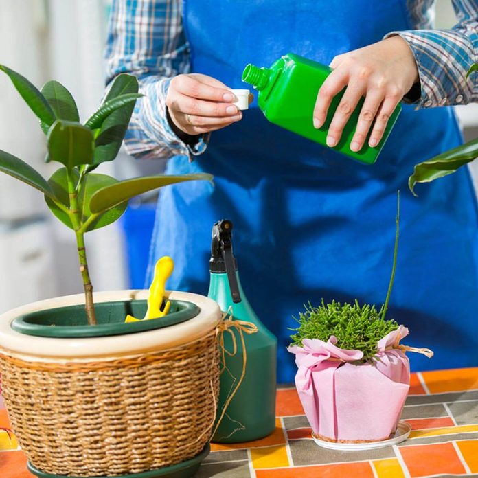 dfh2_shutterstock_243025486 fertilizing indoor plants