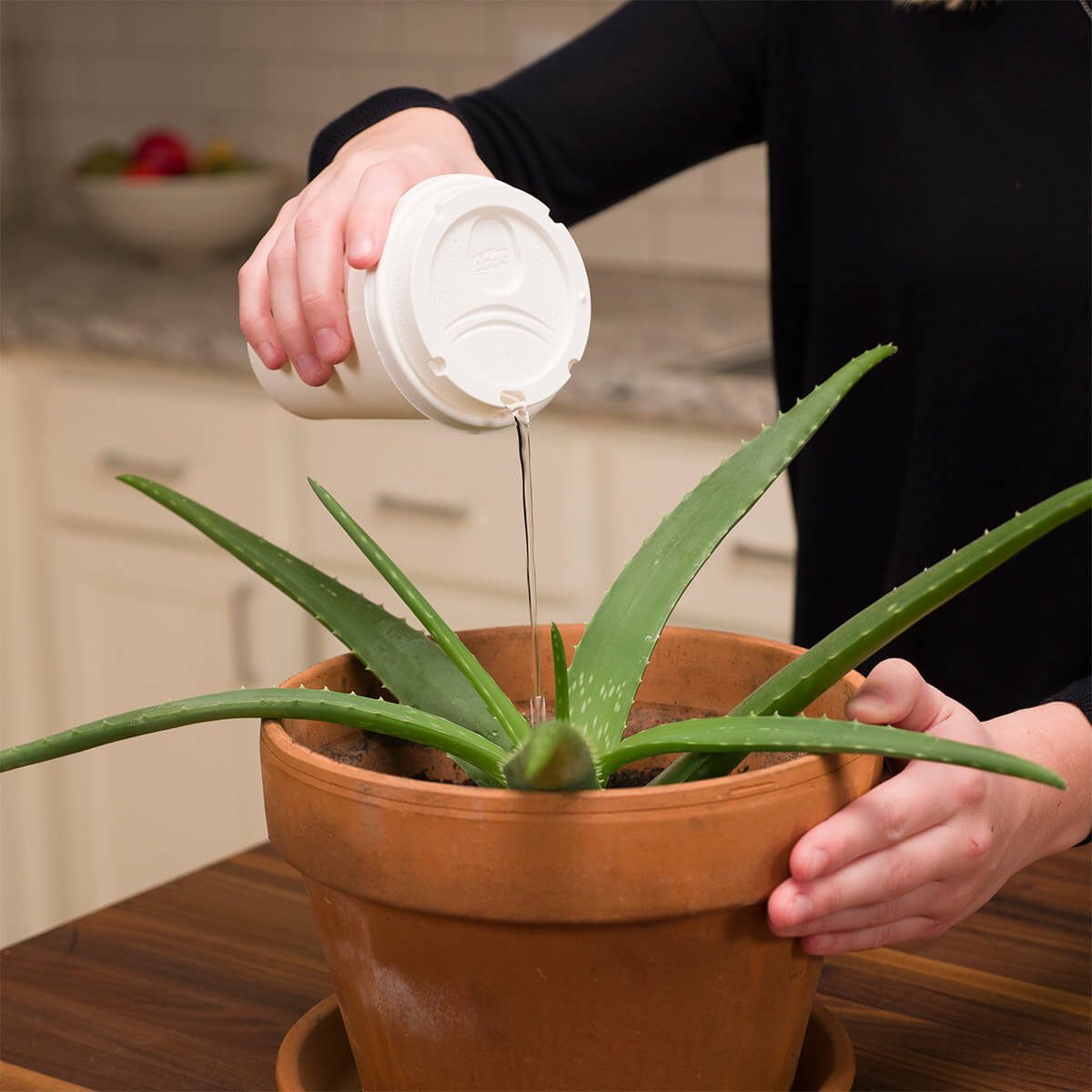 to-go coffee cut watering can