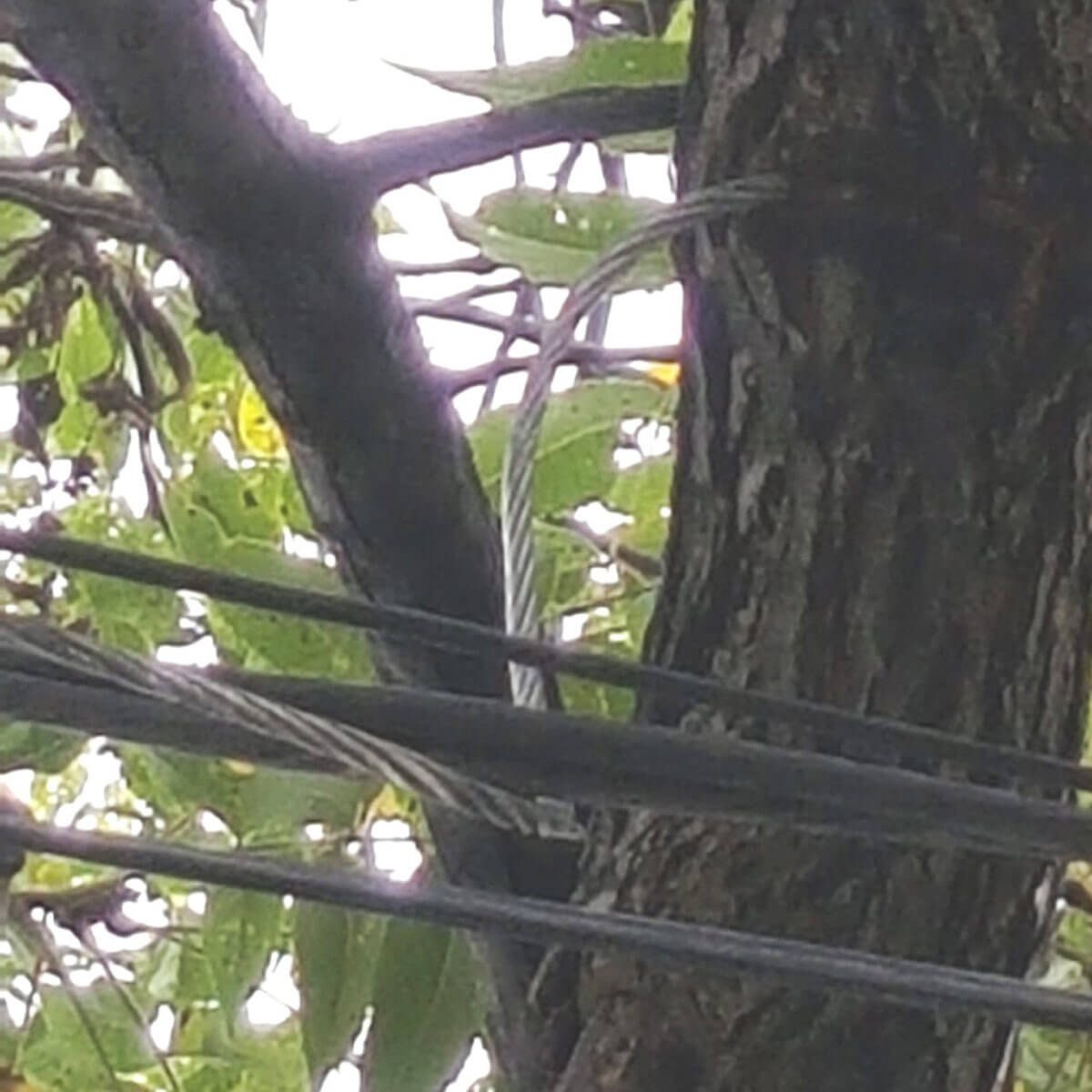Tree eats cable