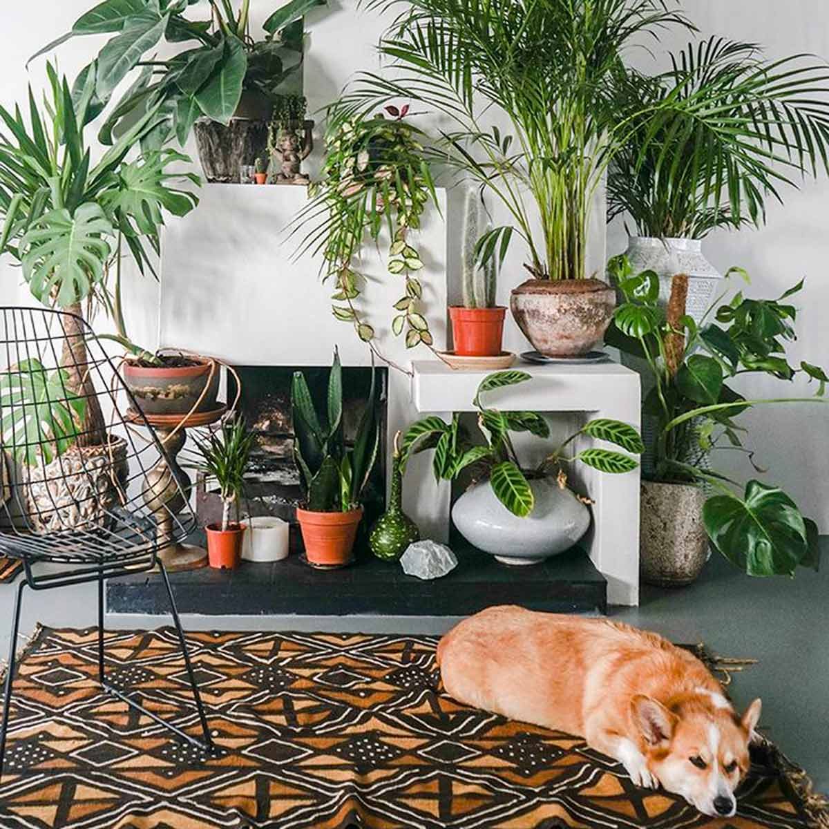 Grow a Plant