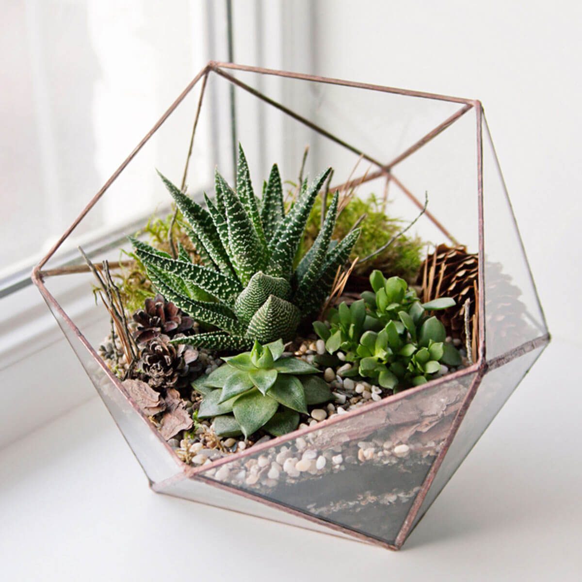 Plastic vs. Glass DIY Terrarium