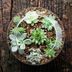 12 Tips for Making a DIY Terrarium