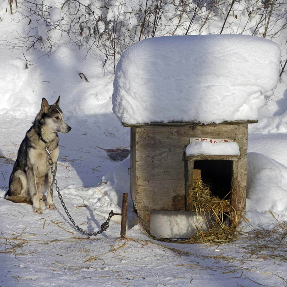 Insulate the Dog House