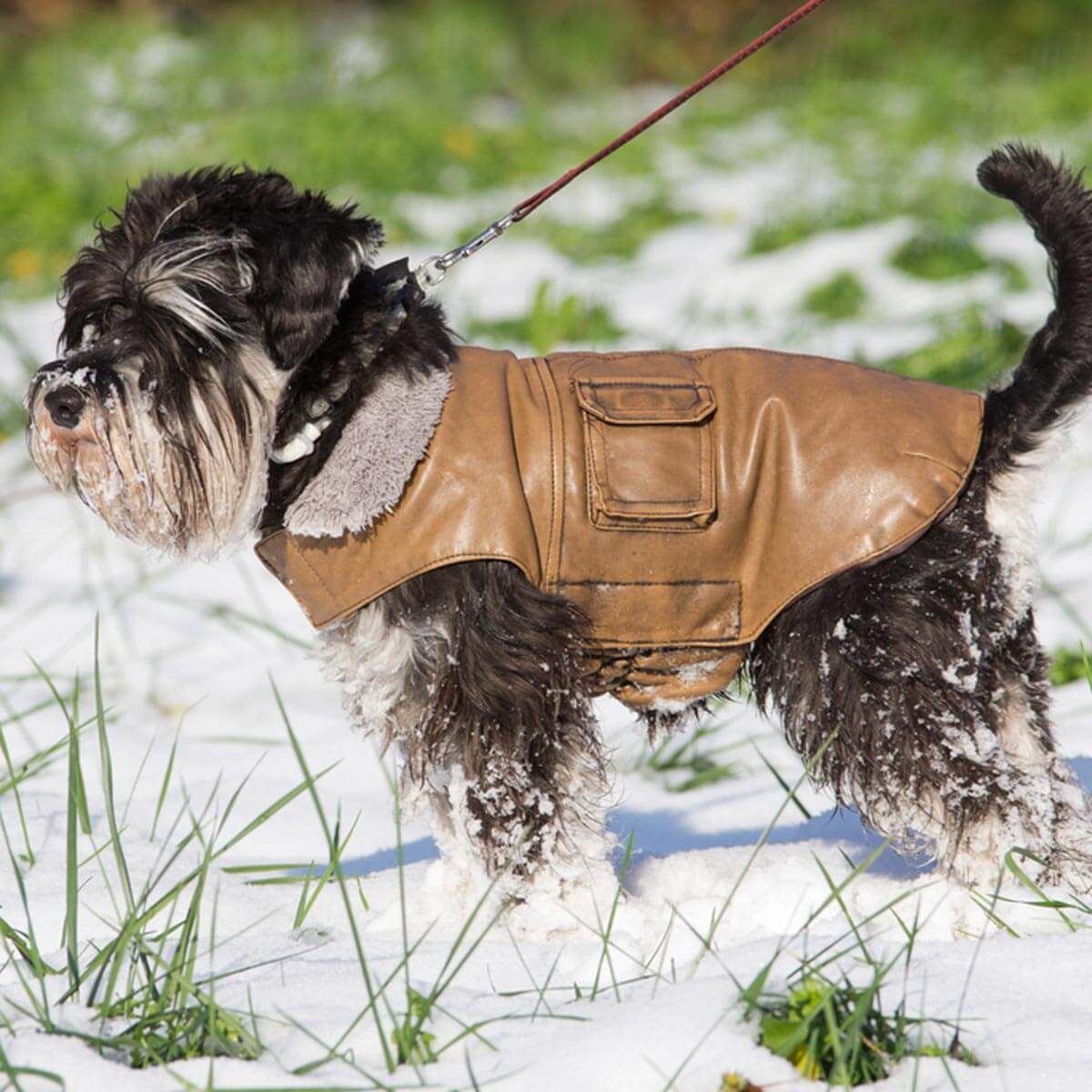 Dress for the Elements