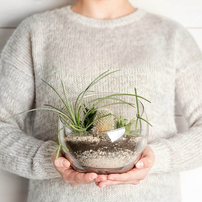 shutterstock_596440580 succulent terrarium