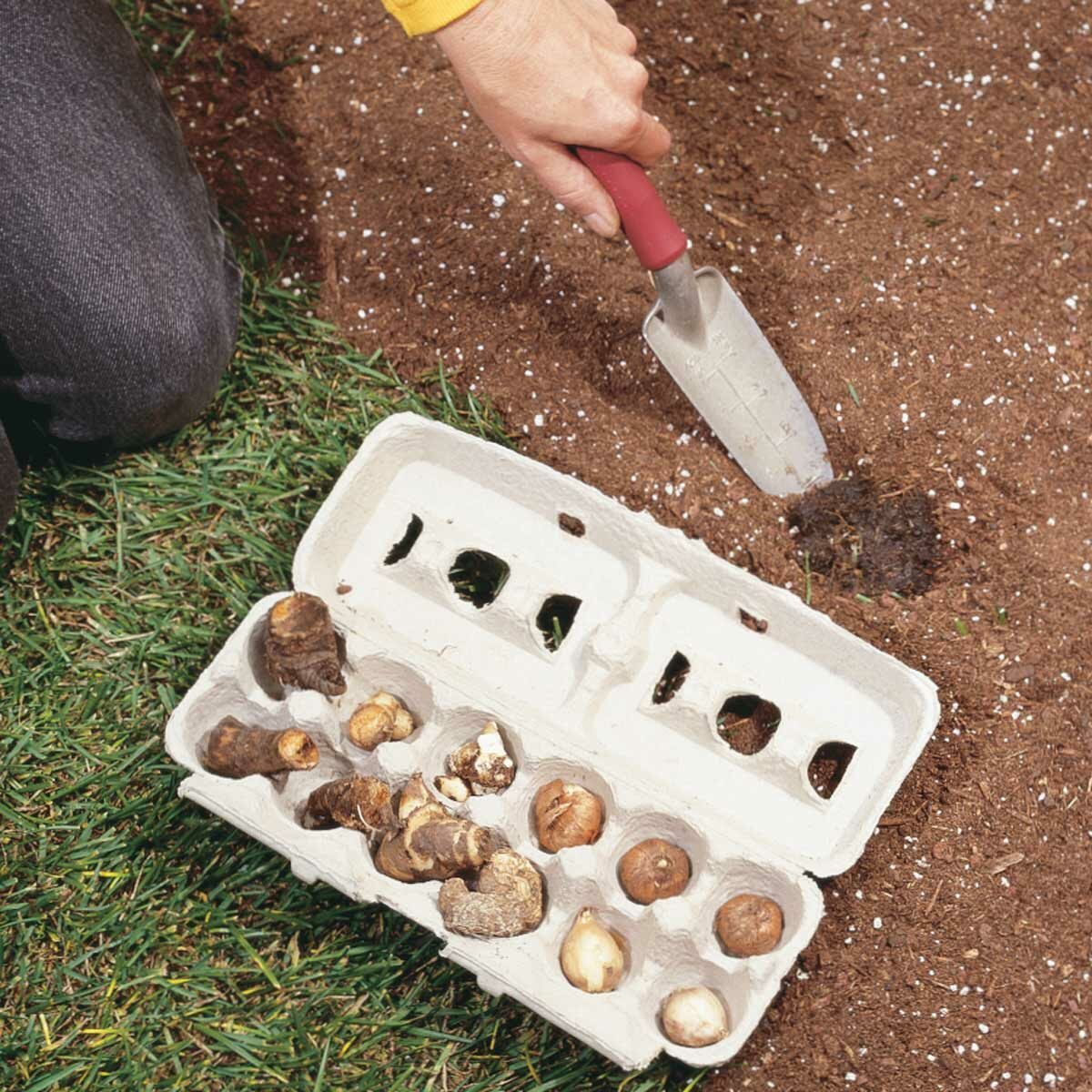 egg carton flower bulb storage solution