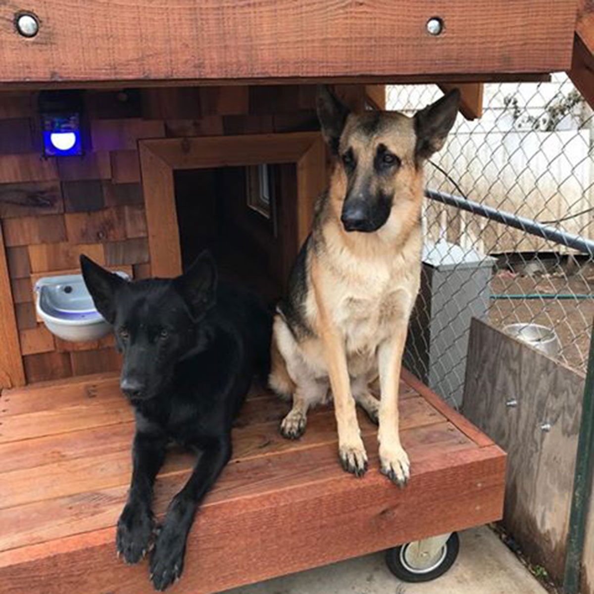 dogs enjoying DIY dog house