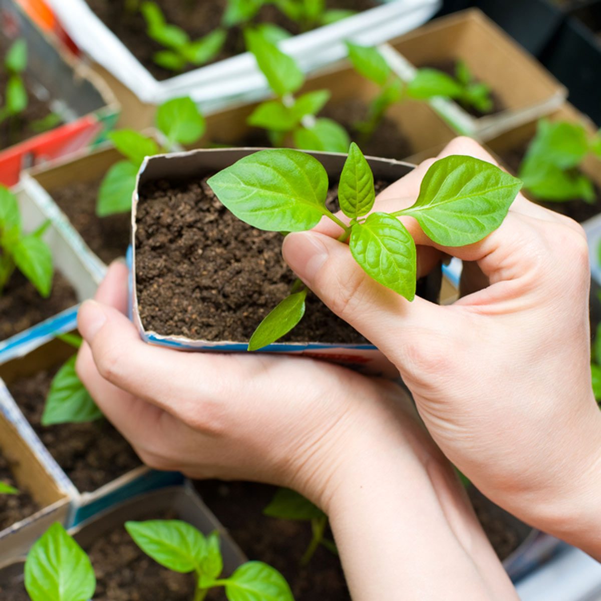 shutterstock_73540969 start your garden plants