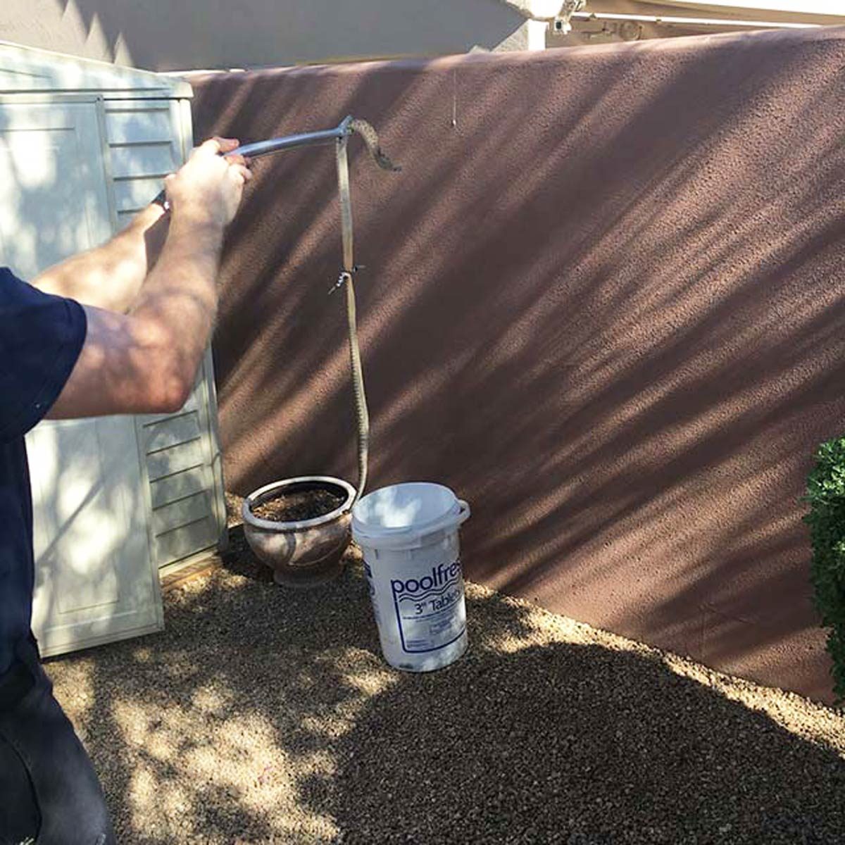 01_Snake_Top-5-Spookiest-Things-Found-During-Home-Inspections_Courtesy-WIN-Home-Inspection