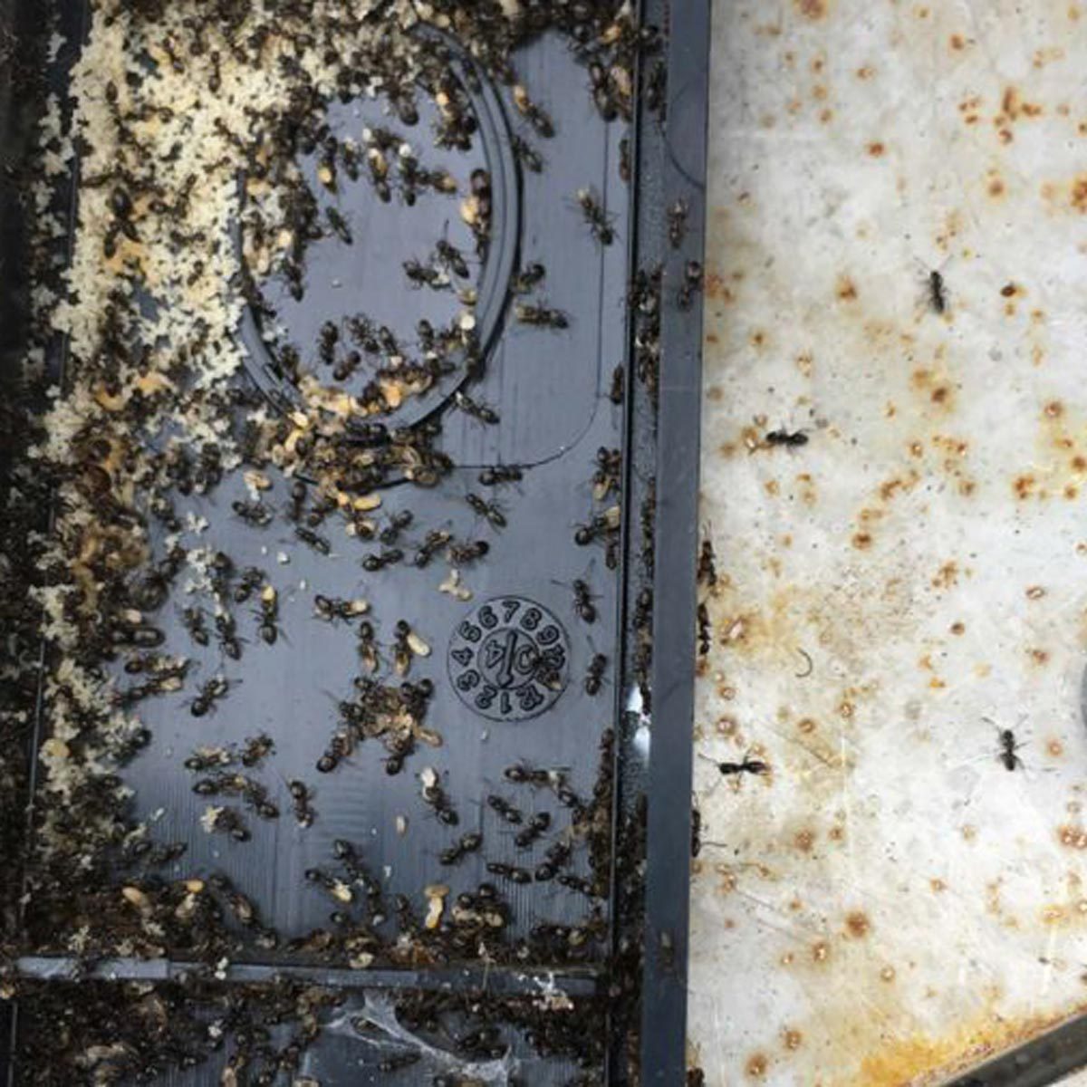 07-Ants_of-the-Craziest-Things-Ever-Found-in-Home-Inspections_Courtesy