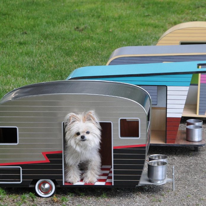 dog camper