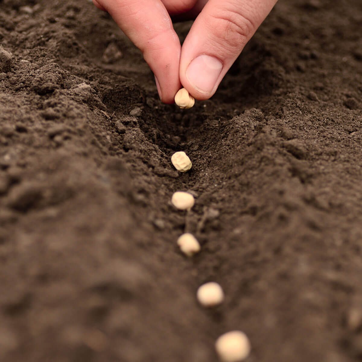 shutterstock_144755131 planting plant seeds gardening