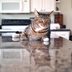 How to Keep Your Cat Off the Counter: Top 10 Ways