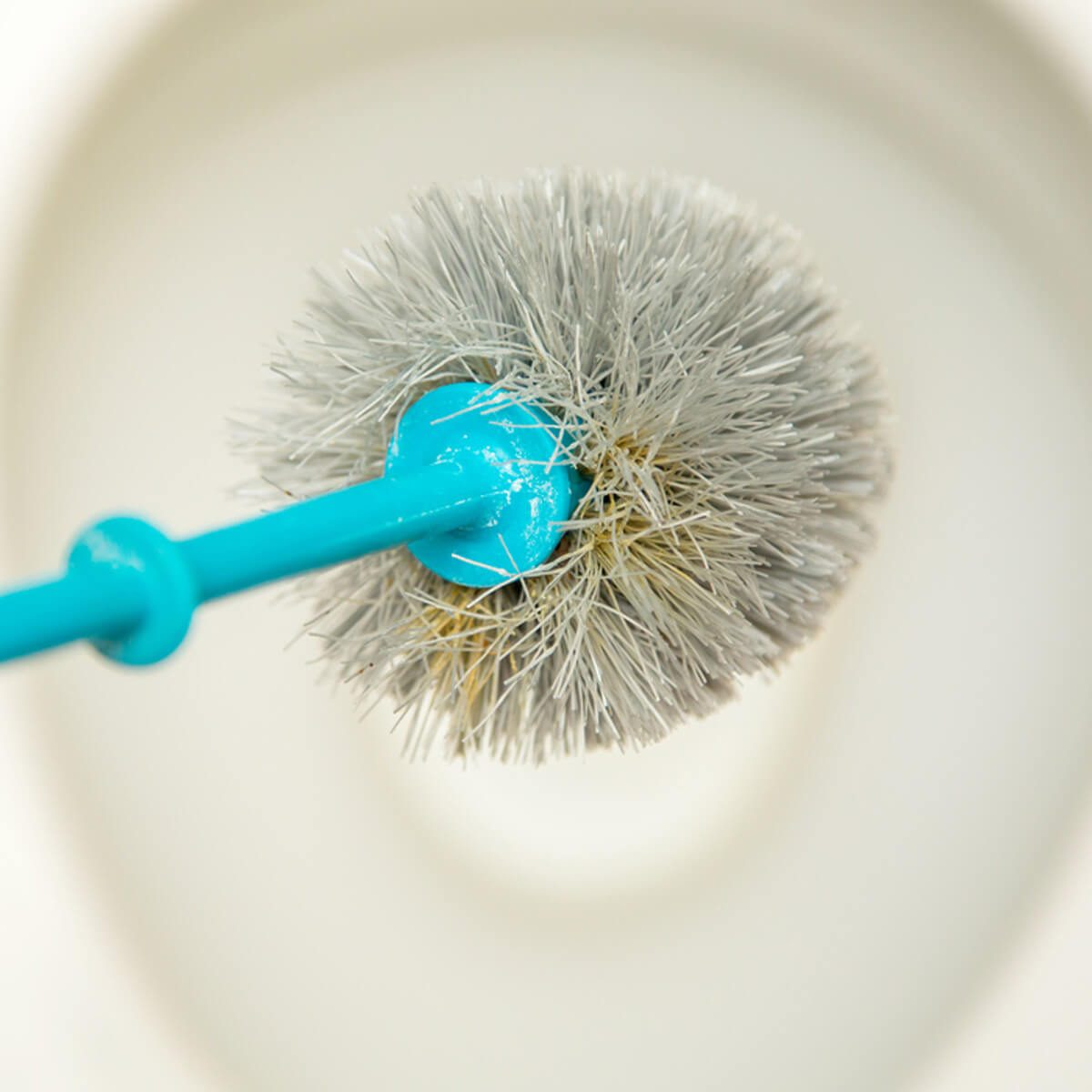 shutterstock_503436322 toilet brush