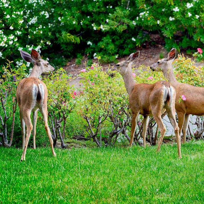 deer on lawn