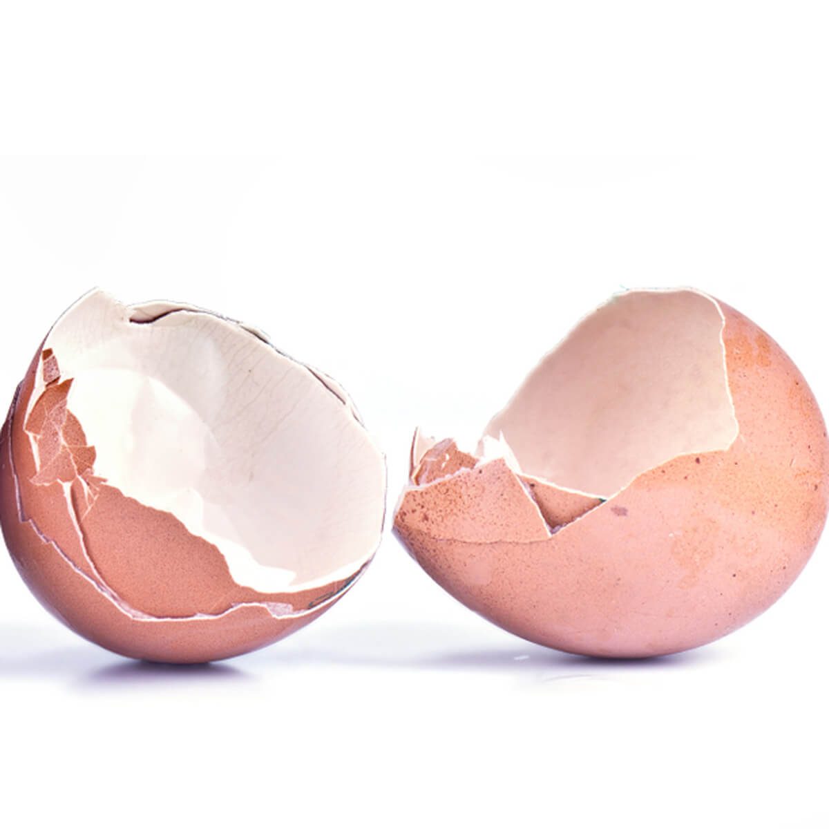 egg shells