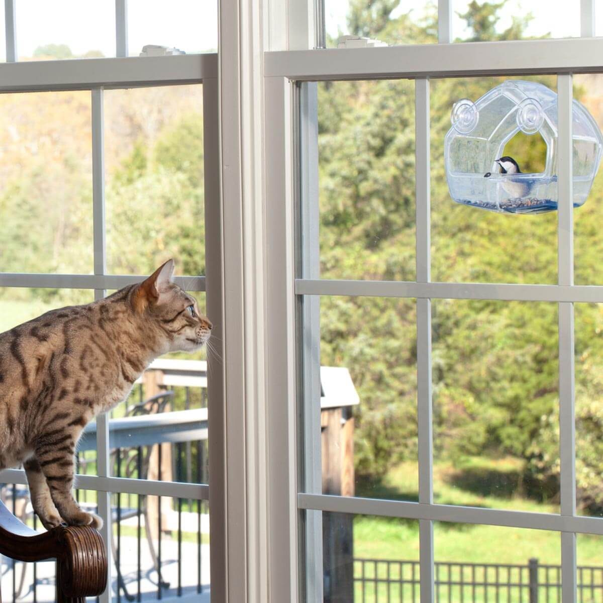 Cat-staring-out-window-at-bird-house