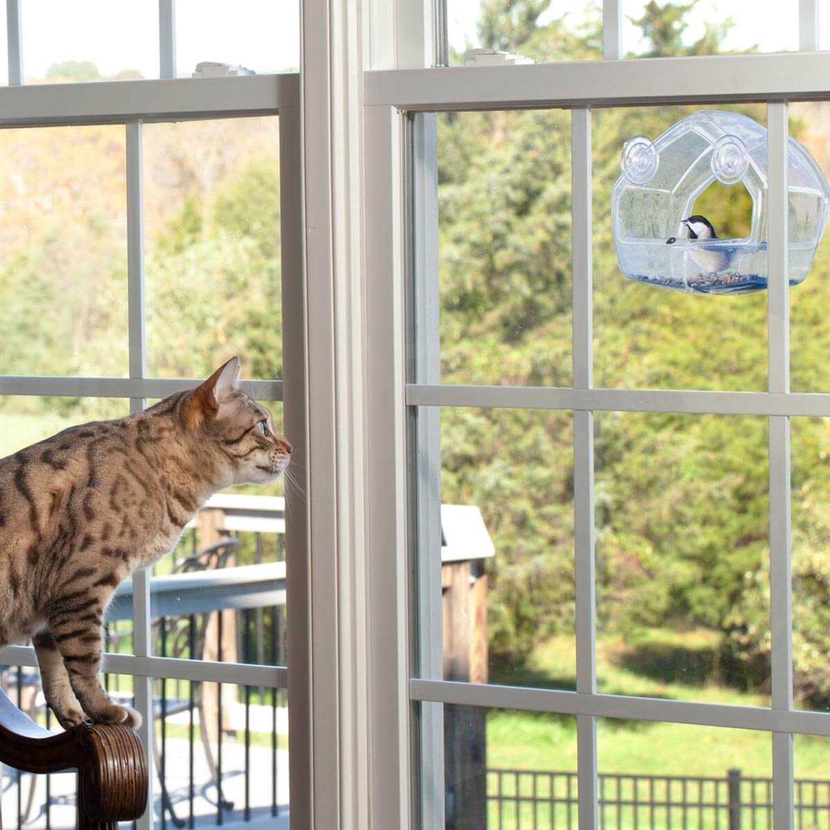 Cat-staring-out-window-at-bird-house