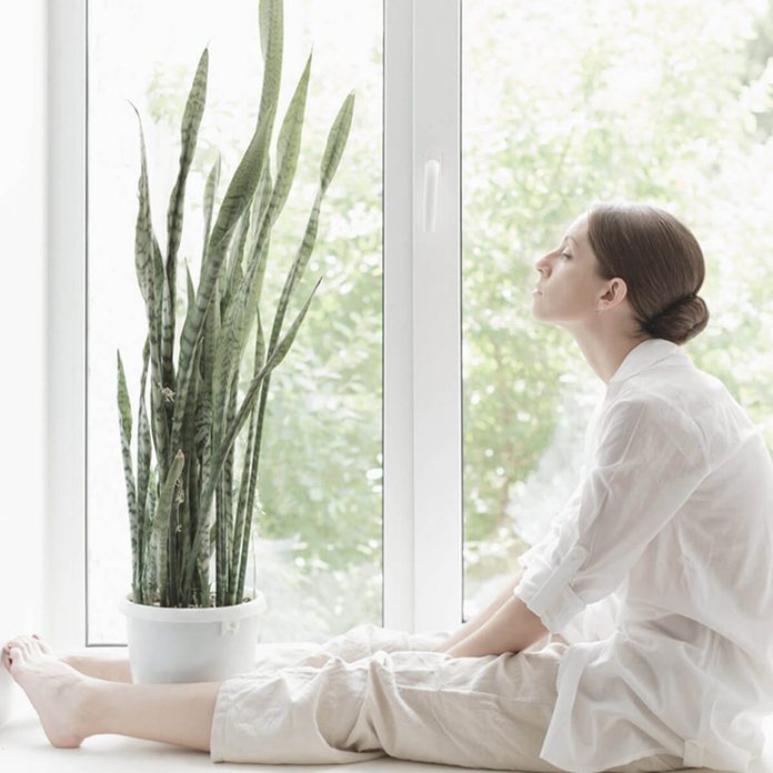 snakeplant_309499508 indoor plants