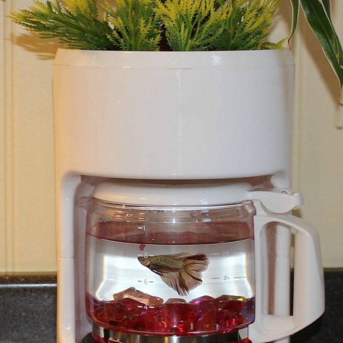 Dual-Purpose Coffee Pot fish tank diy planters