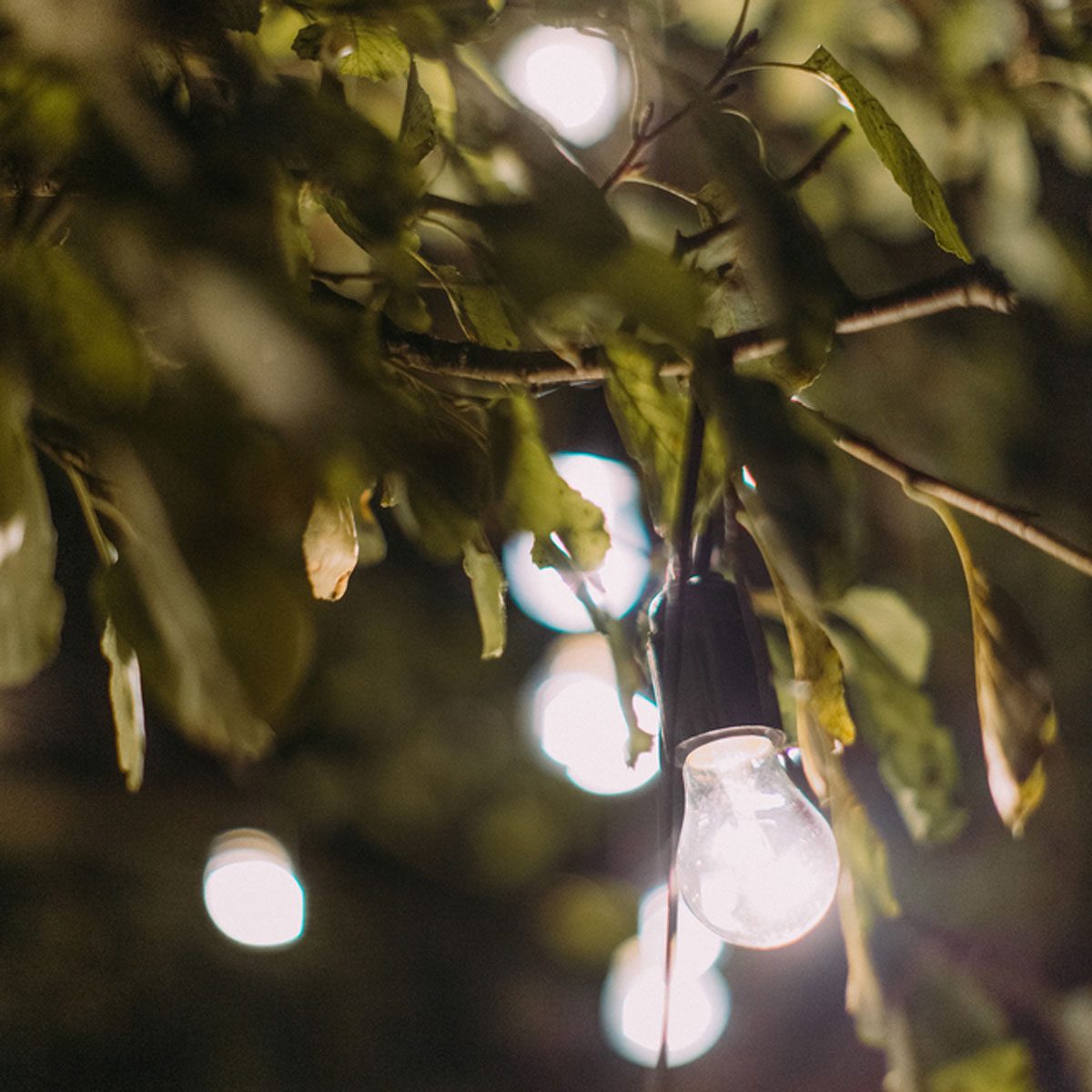 Tree twinkle string lights