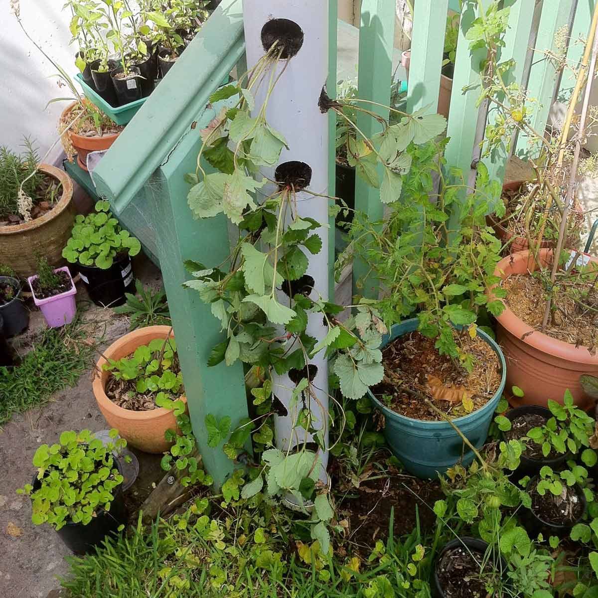 pipe tower plants