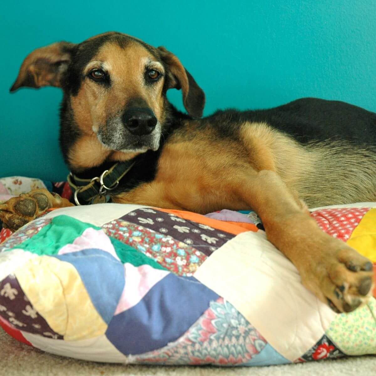Quilt Dog Bed