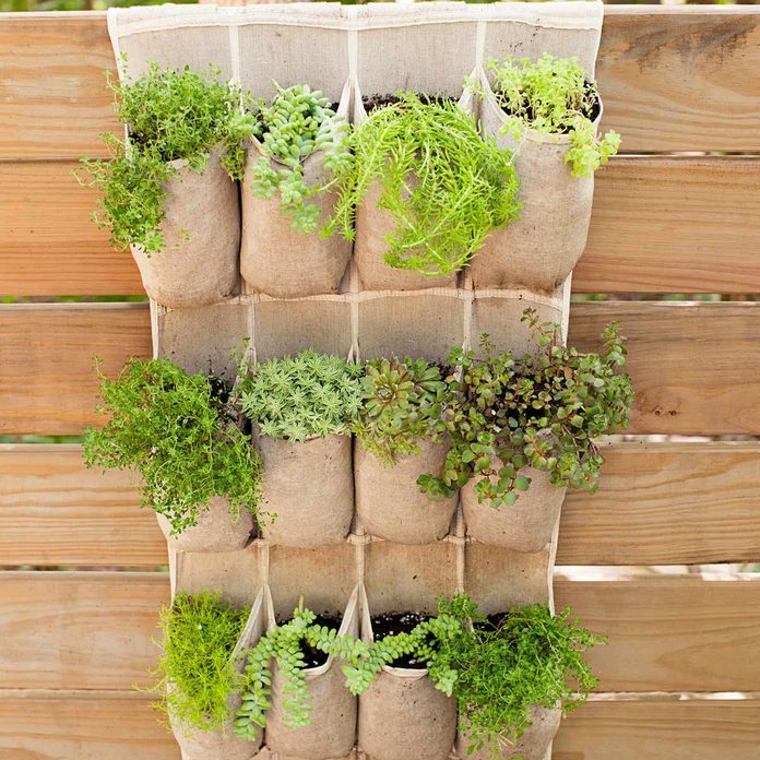 Shoe Organizer Plant Wall