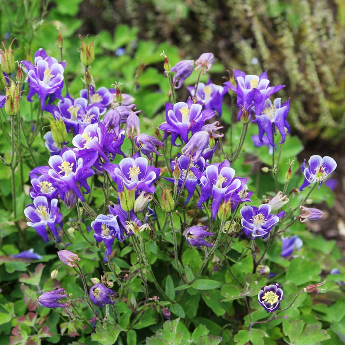 Columbine Flowers