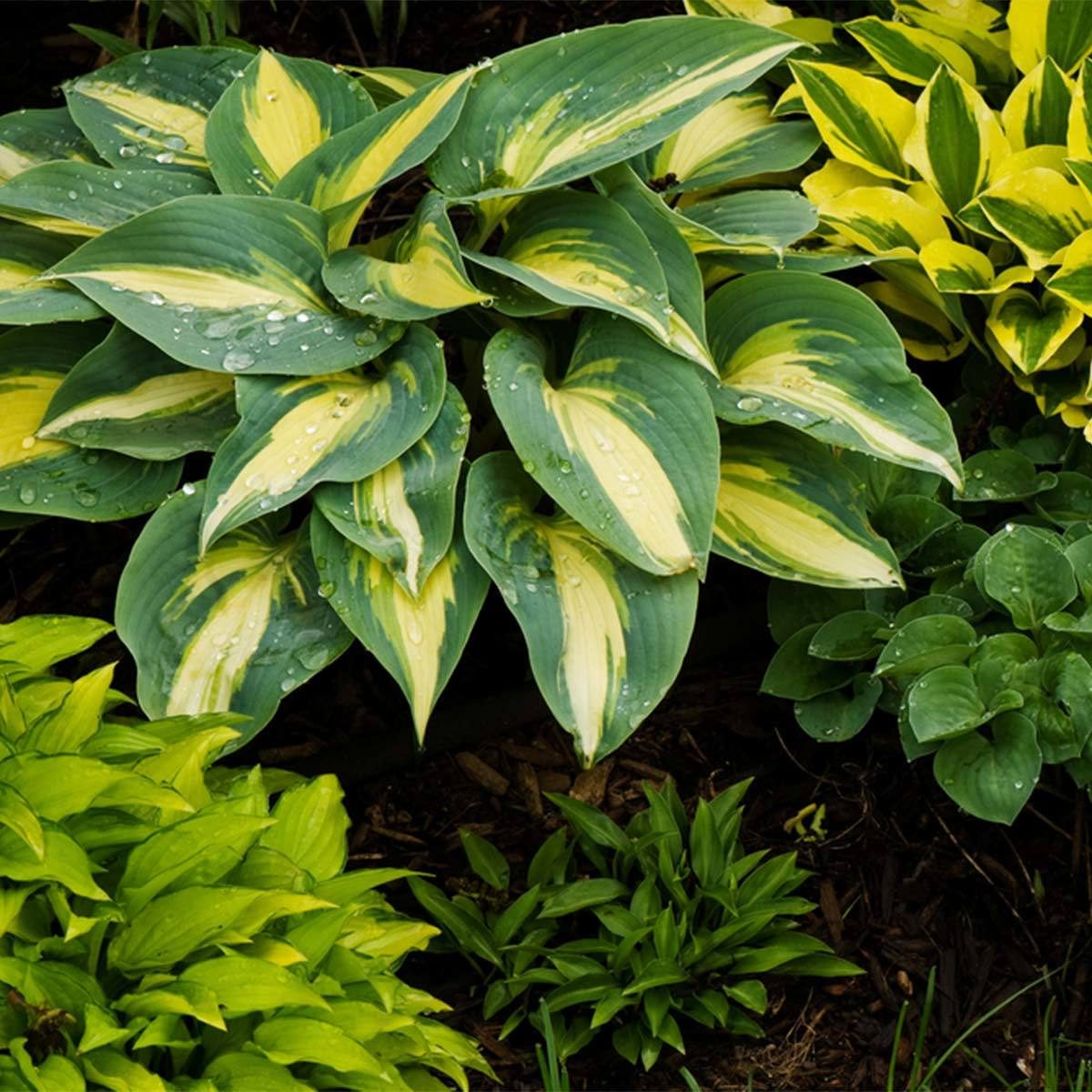 Hosta shrub