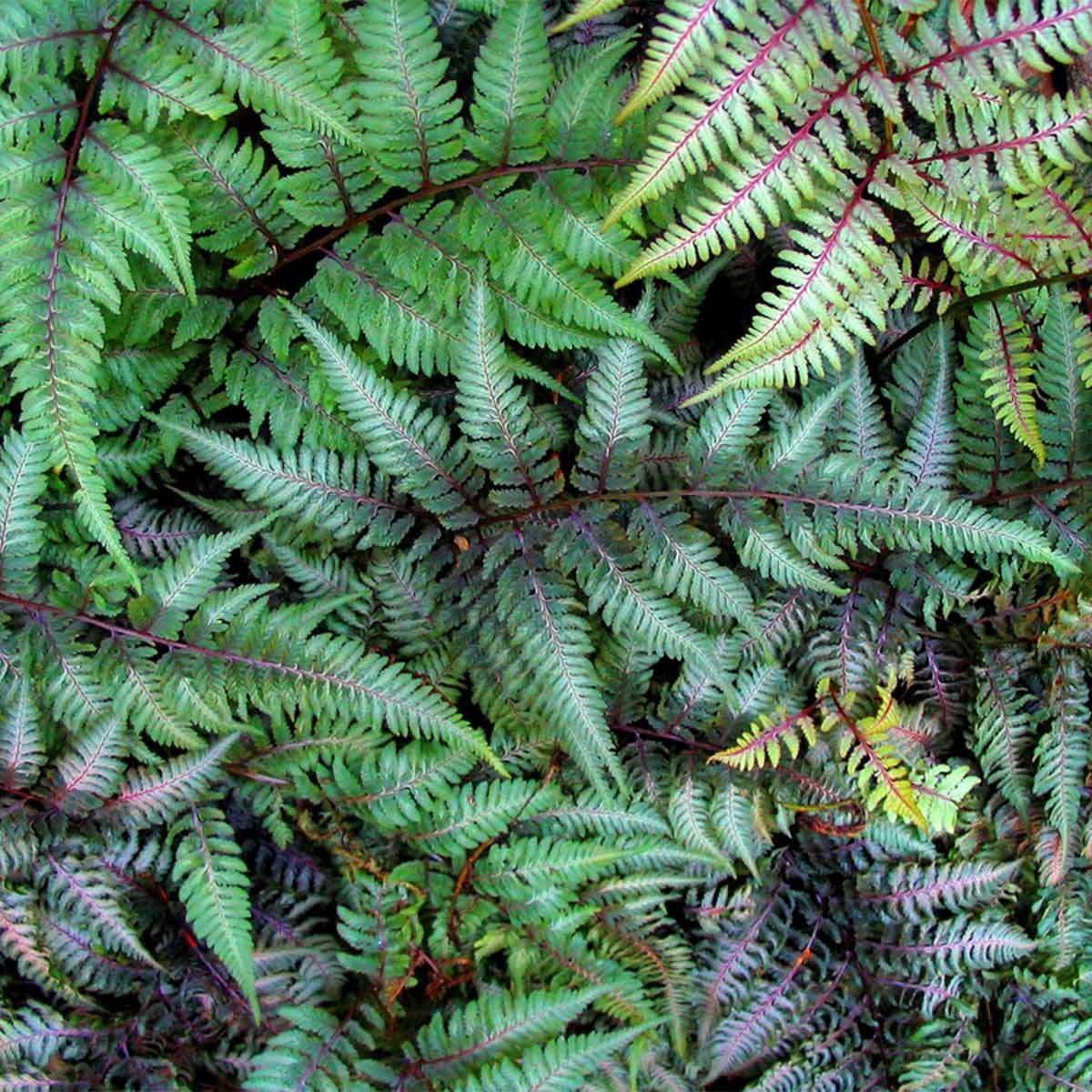 Japanese Painted Fern Shade Garden