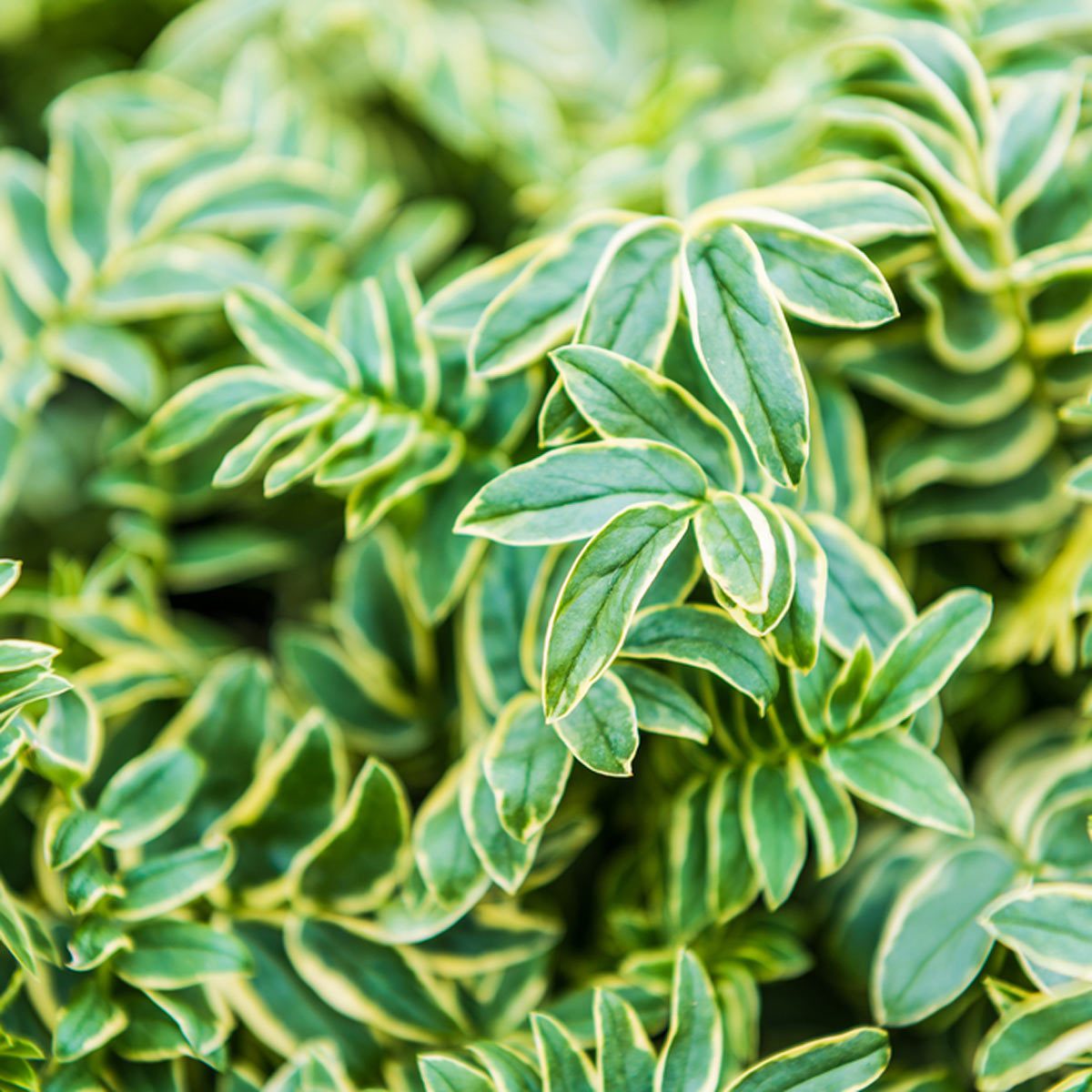 Jacob's Ladder Shade Garden plant