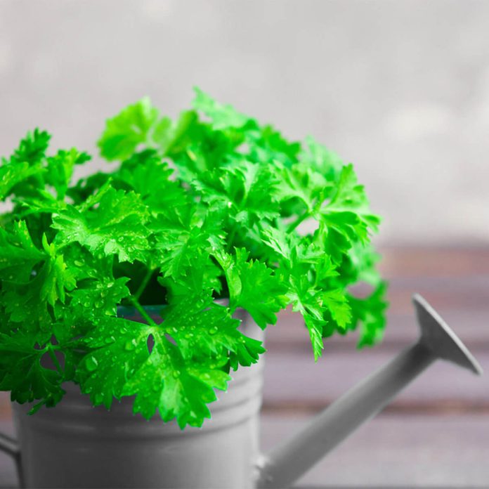 Parsley
