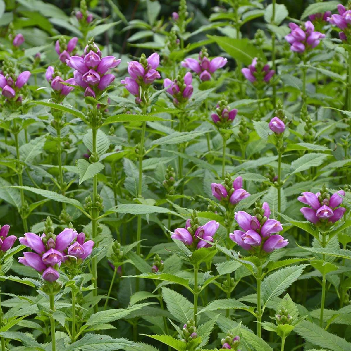 Turtlehead Shade Garden Flower