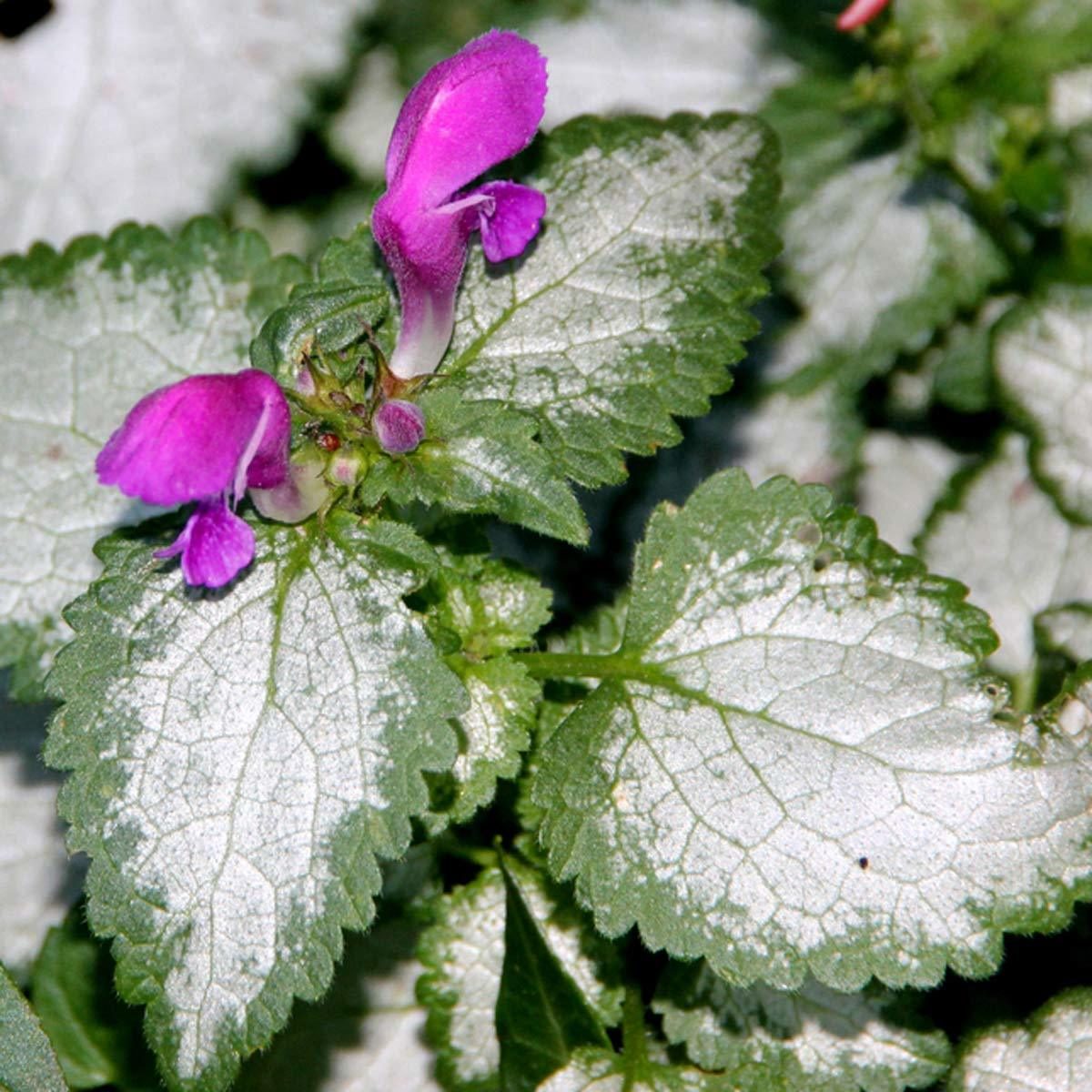 Lamium Shade Garden Flower multi colored leaf plants