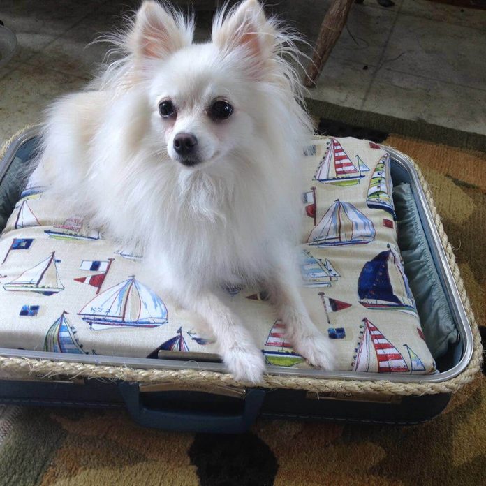 Suitcase Dog Bed