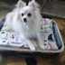 13 Adorable DIY Dog Beds