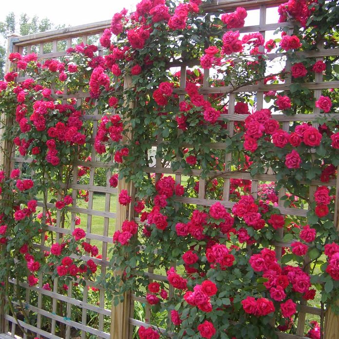 trellis flower wall