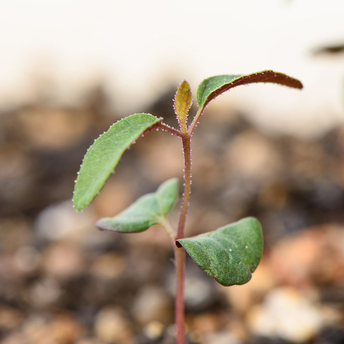 Lemon Eucalyptus Plant Bug Repellent