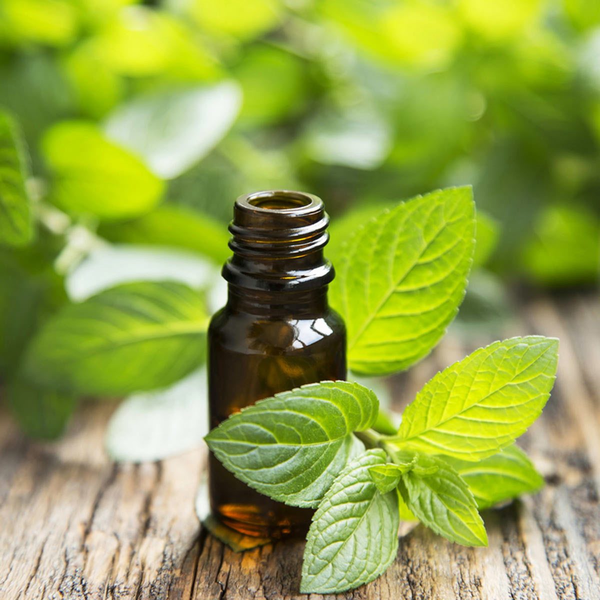 Peppermint essential oil